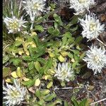 Jasione crispa Floare