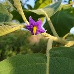 Solanum mitlense Çiçek