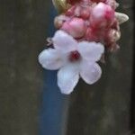 Viburnum × bodnantense Kwiat