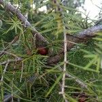 Juniperus oxycedrus Fruit