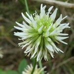 Trifolium montanum Flower