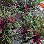 Aechmea recurvata Folha