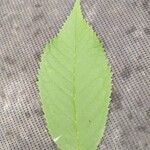 Prunus aviumLeaf