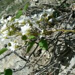 Saxifraga callosa Blüte