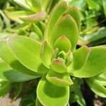 Crassula capitella पत्ता