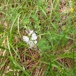 Polygala monspeliaca 花