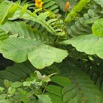 Senna alata Hoja