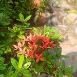 Ixora chinensis Virág