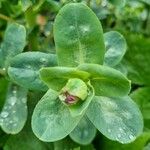 Cerinthe major Blad