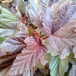 Physocarpus opulifolius Leaf