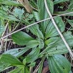 Plantago media Blatt