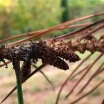 Pinus resinosa ഫലം