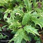 Osmanthus heterophyllusBlad