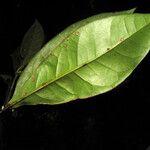 Neea floribunda Leaf