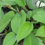 Persicaria orientalis Blatt