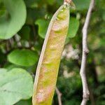 Cercis occidentalis Fruitua