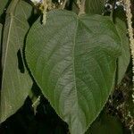 Acalypha macrostachya List