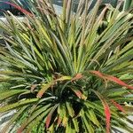 Bromelia pinguin Leht