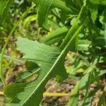 Lactuca serriolaBlad