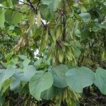 Cercis griffithii Leaf