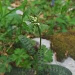 Dactylorhiza maculata Õis