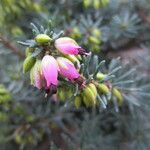 Erica erigena Blüte