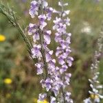 Anarrhinum bellidifoliumFlower