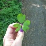 Corydalis intermedia Leaf