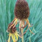 Echinacea paradoxa Flor
