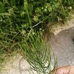 Equisetum arvenseLeaf