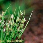 Juncus pygmaeus Egyéb