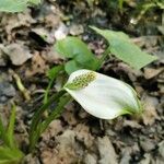 Calla palustris Çiçek