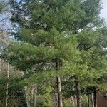 Pinus resinosa Vekstform