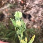 Hymenocarpos cornicinus Leaf