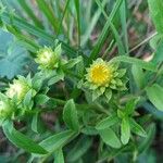 Inula spiraeifolia Flower