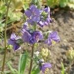 Polemonium carneum Fiore