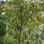 Austroeupatorium inulifolium Habit