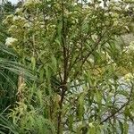 Austroeupatorium inulifolium Staniste