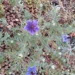 Nigella hispanica Habitat