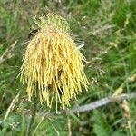 Cirsium erisithalesFlors