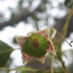 Brachychiton populneus Flower