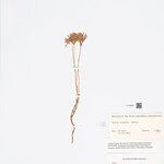 Voyria corymbosa Fruto