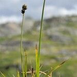 Carex norvegica आदत