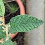 Pomaderris racemosa 葉