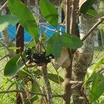 Ardisia elliptica Frucht