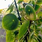 Pilea peperomioides Feuille