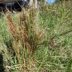 Andropogon bicornis Leaf