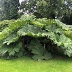 Gunnera tinctoria叶