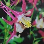 Aquilegia canadensis പുഷ്പം