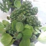 Euphorbia ritchieiList